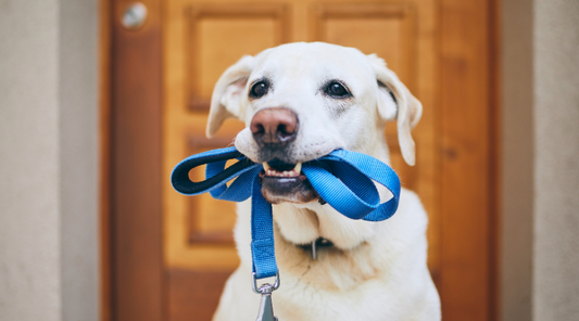 Labrador holding a blue lead in its mouth